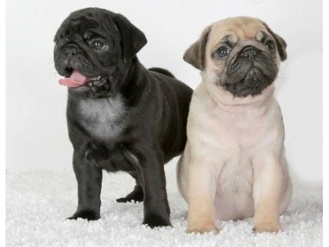 Gül kuyruk pug yavrular her yere gönderilir 