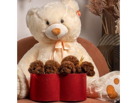 Teacup kore poodle bebekler aşılı ve çiş  eğitimli 
