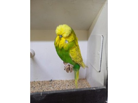 Show jumbo muhabbet kuşu