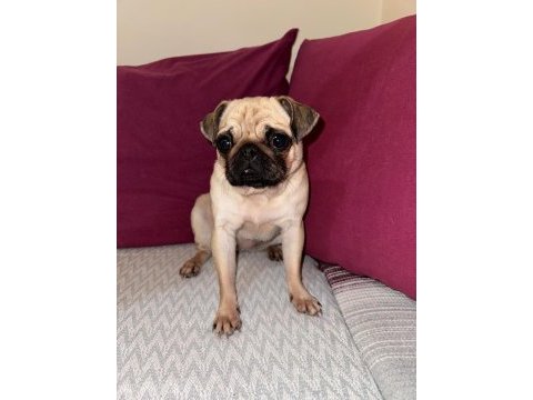 Uyguna safkan a+ kalite pug mops şu an kızanda