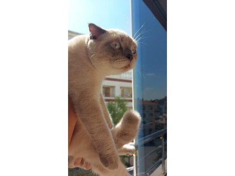 Scottish fold kedisi