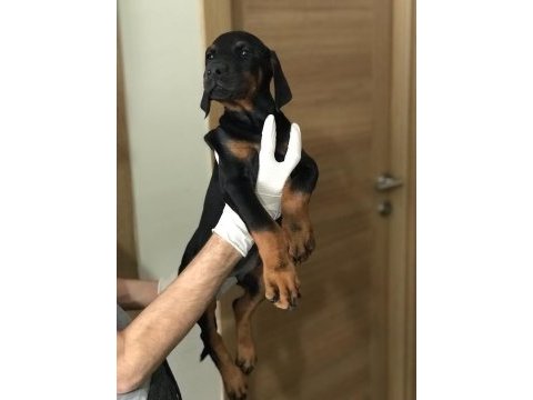 Dişi avrupa doberman yavruları