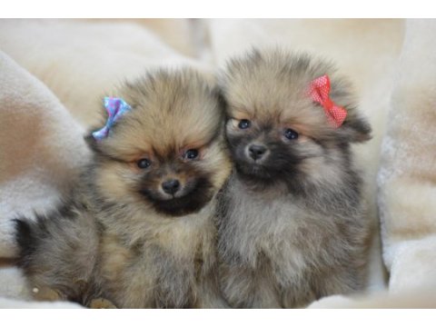 Pomeranian yavrular