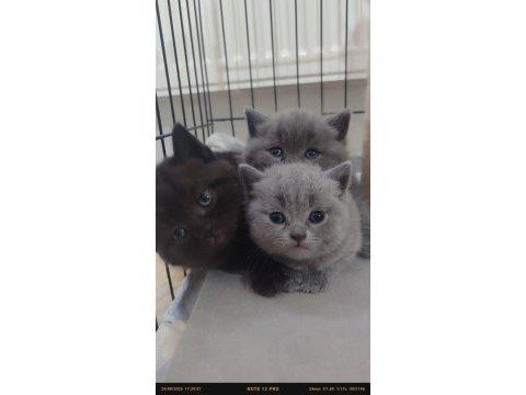 3 british kedisi yavrusu 2 aylık