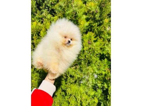 Pomeranian boo yavrumuz