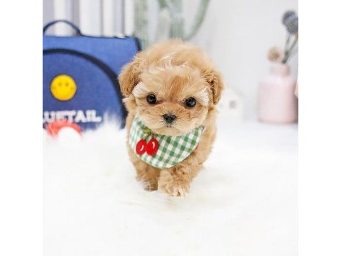 Çanakkalenin gözde maltipoo bebekleri