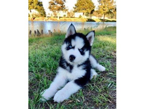 Husky sibirya kurdu