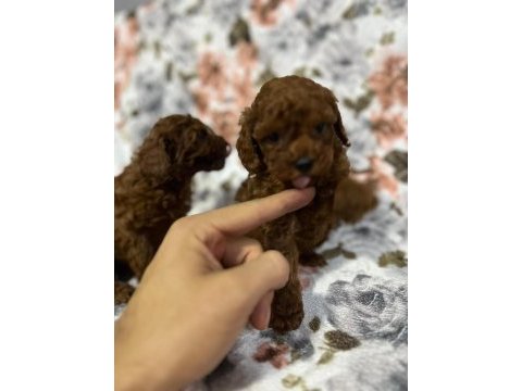 A kalite kore prenses poodle