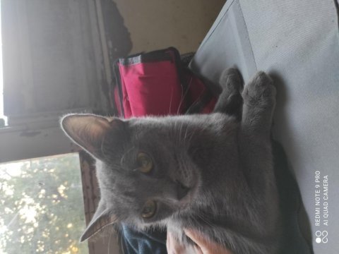Russian blue kızıma güvenilir aile 14 aylık