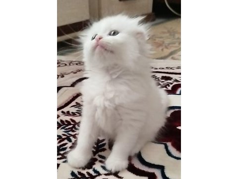 Tatlı kedim olgam
