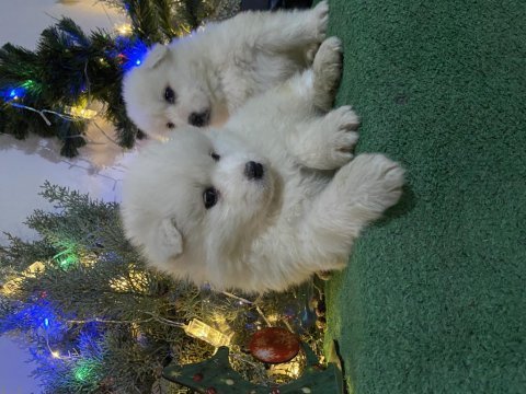 Kar beyaz samoyed yavrular