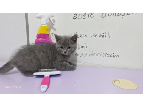 Erkek british shorthair yavrumuza yuva arıyoruz