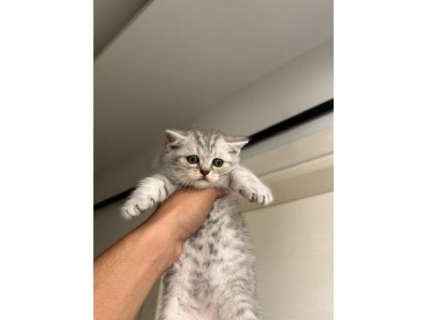 2 aylık erkek british shorthair yavrular