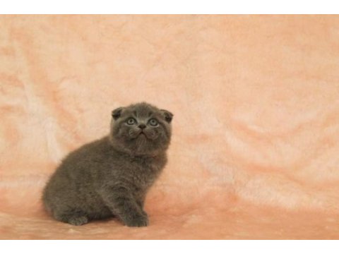 Minik scottish fold bebekler