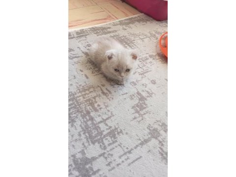 2 aylık miniklerimiz yuva arıyor safkan anne babadan olma