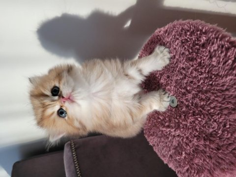 Safkan golden british longhair yavrularım