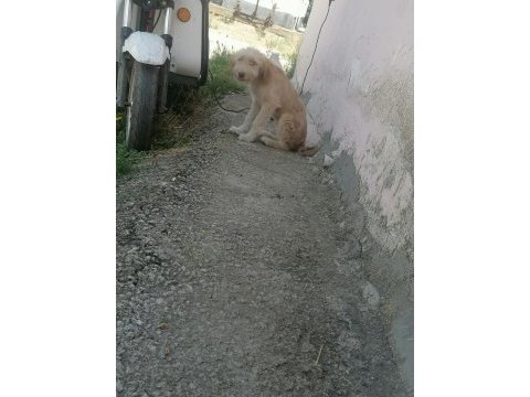 Yavru terrier oğlan sokakta