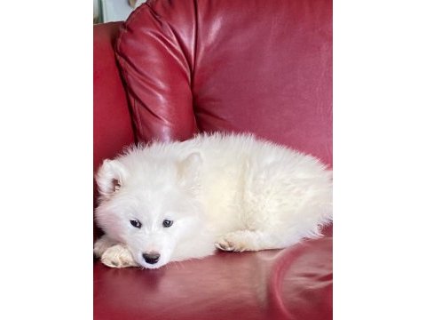 Harika samoyed bebeklerim