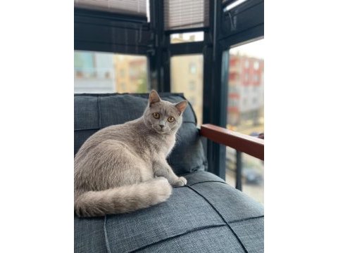Sahiplendirilecek british shorthair kedimiz