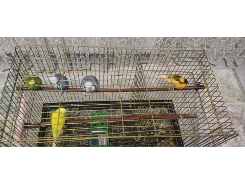 Satılık kafesi ve içindeki muhabbet kuşlar birlikte