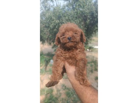 Kore poodle erkek yavru