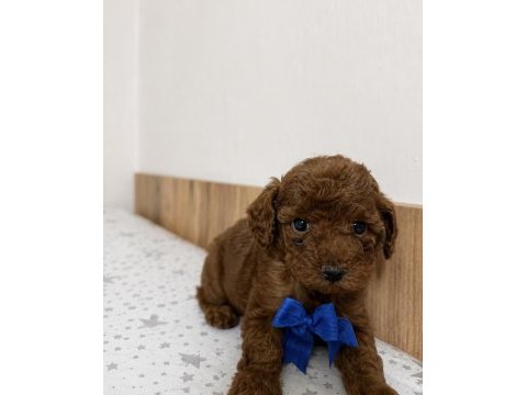 Poodle bebekleri