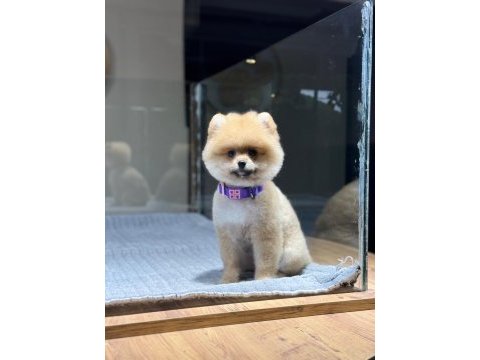 Sağlık ve ırk garantili pomeranian