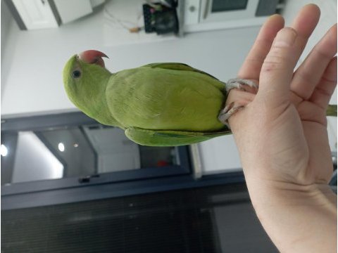 El besleme bebek pakistan papağanı