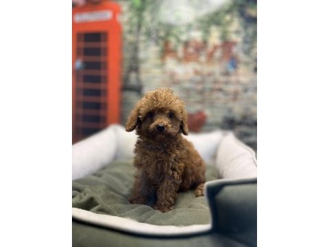Toy poodle güzelliği @petclubadanaa