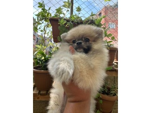 Pomeranian dişi prensesimiz