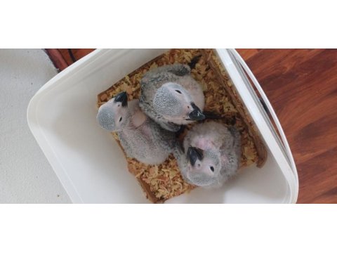 Bebek jako papağanı