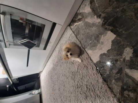 Sevimli maltipoo yavrumuz
