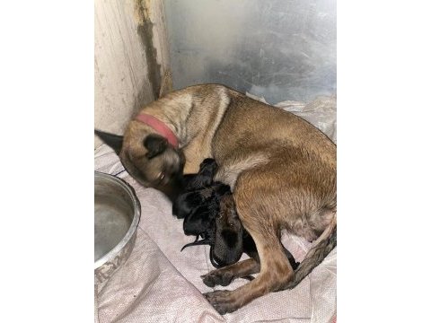 Saf kan malinois