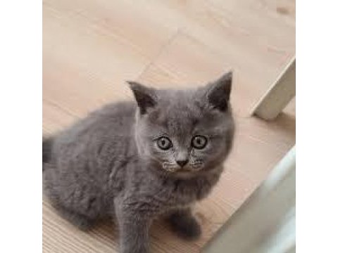 British longhair küçük yavrularımız