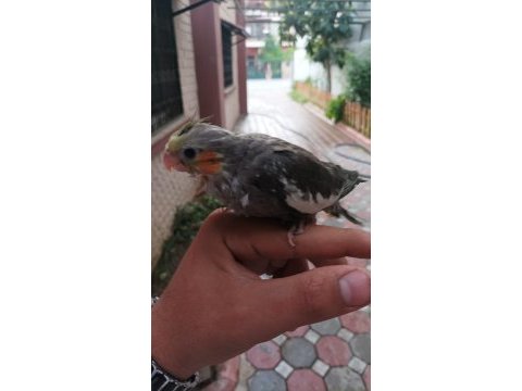 Bebek daha yem yemeye başlamadı bile sultan papağanı