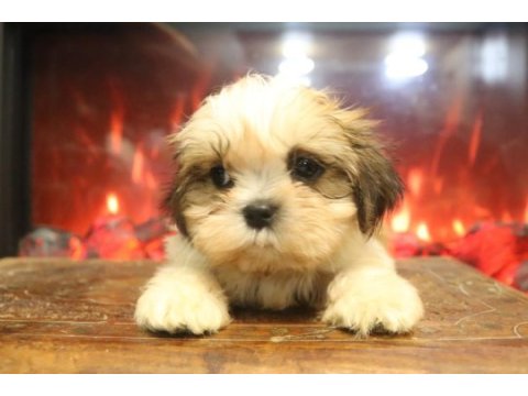 Ev ortamında büyüyen safkan shih tzu yavruları