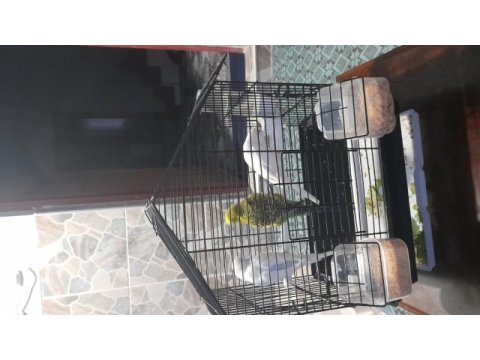 3 adet üretime uygun muhabbet kuşu