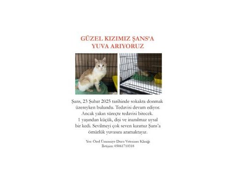 1 yaşından küçük dişi sarman