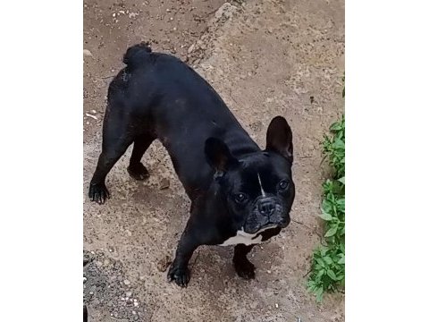 Genç dişi french bulldog kaliteli
