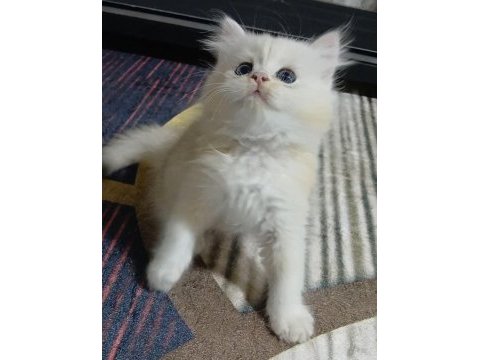 British longhair 35 günlük
