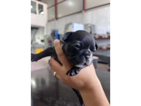 4 erkek ve 1 dişi french bulldog