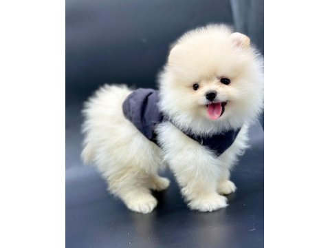 Safkan pomeranian yavruları