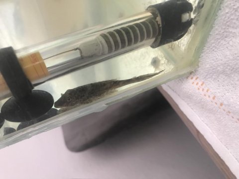 Tetra vatoz lepistes çöpçü balıkları