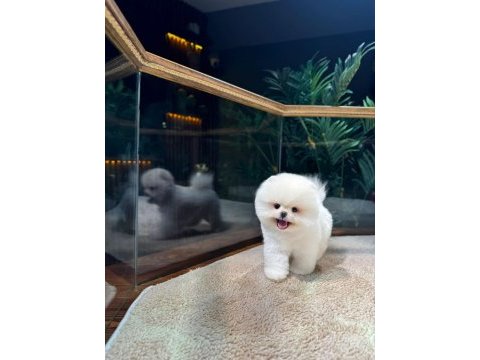 Safkan teddy bear kore pomeranian yavrularımız