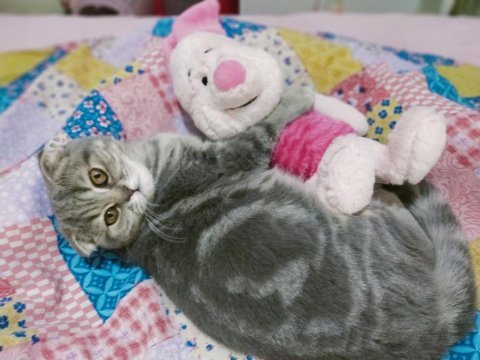Sahiplendirme scottish fold