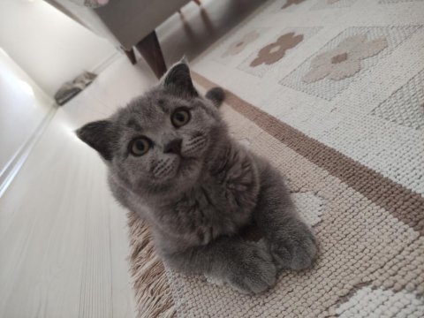 Acil sahiplendirilecek dişi scottish fold