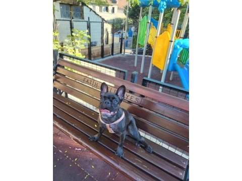 6 aylık dişi french bulldog