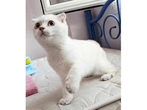 Scottish fold point dişi
