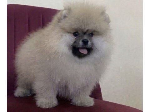 Pomeranian boo teddy bear üst kalite