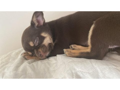 3 aylık yavru chihuahua